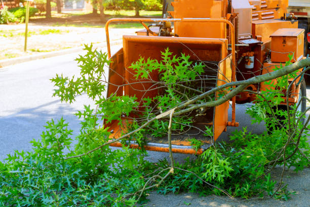 Trusted Genoa City, WI Tree Services Experts